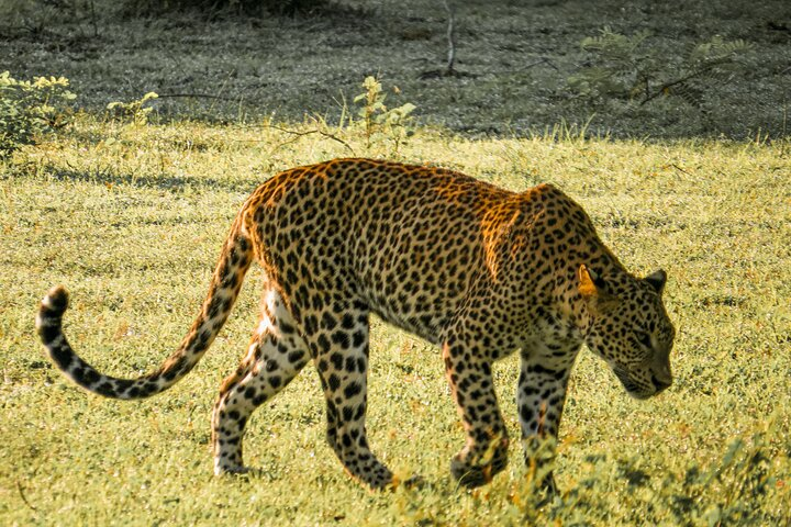 Yala National Park Safari from Hambantota Seaport - Photo 1 of 12